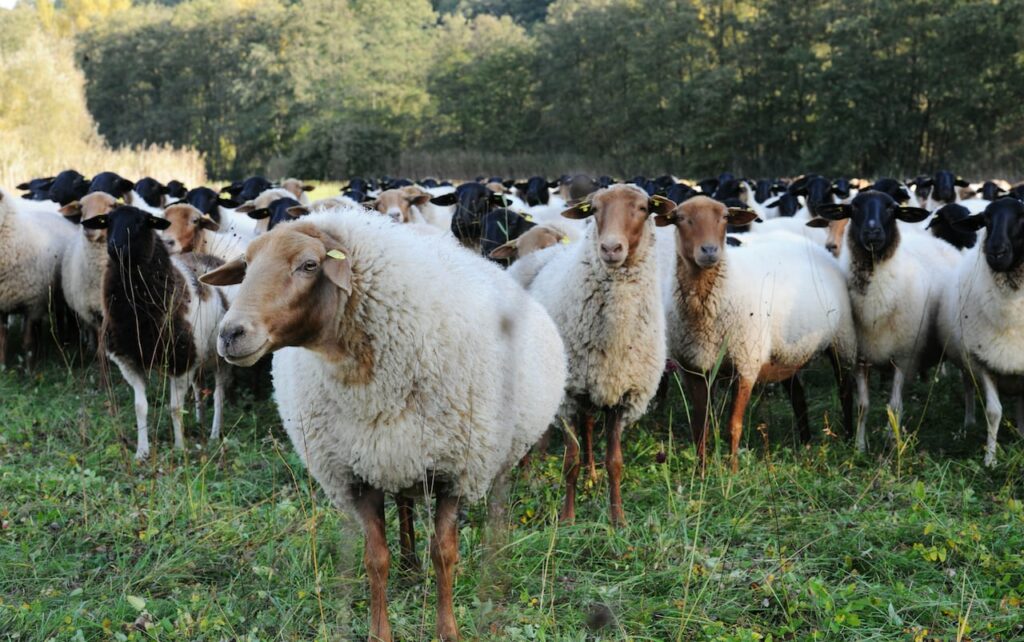 Gerissene Schafe in Gernsbach: Wolf im Verdacht
